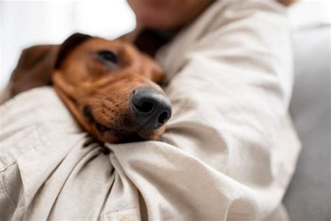 Qu Tan Contagiosa Es La Giardia De Perros A Humanos