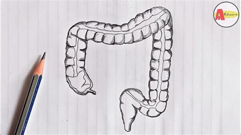 How To Draw Intestines