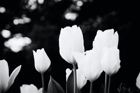 Black And White Tulips Pictures Photos And Images For Facebook