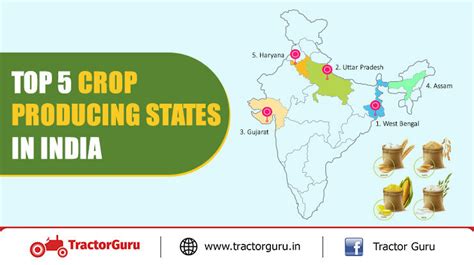 Top 5 Crop Producing States in India - Leading Agricultural States