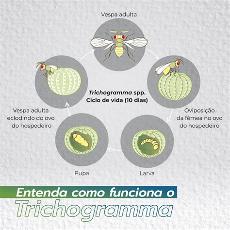 Entenda Como Funciona O Trichograma Sandb