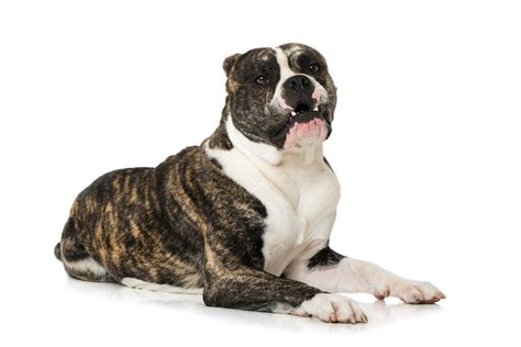 244 Brindle Dog Names For The Exotic Striped Beauties - The Goody Pet