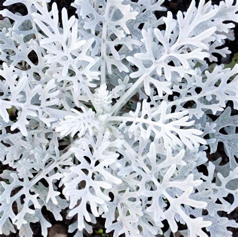 26 Plants With Silver Leaves To Brighten Your Landscape