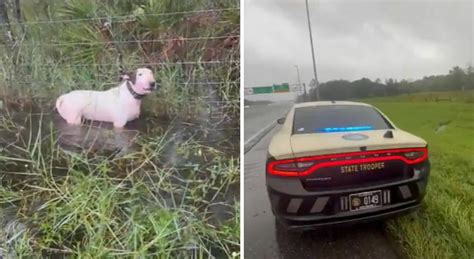 Cane Legato A Un Palo E Abbandonato Durante L Uragano Milton La