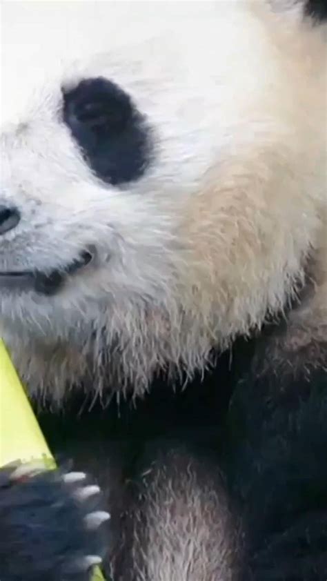 Funny Panda Eating Bamboo [Video] | Funny animal videos, Panda, Giant panda