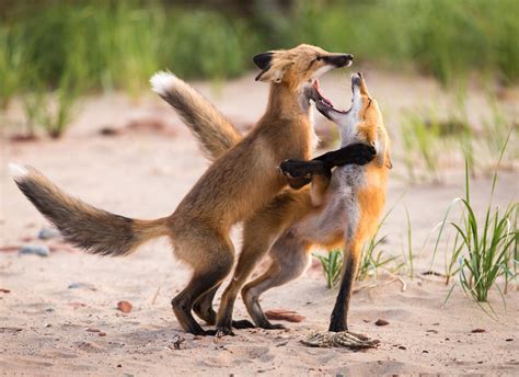 Foxes tussle over a crab on Cavendish Beach in PEI National Park. This ...