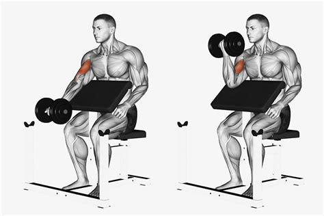 How To Perform Preacher Curls To Build Strong Biceps In No Time Dmoose