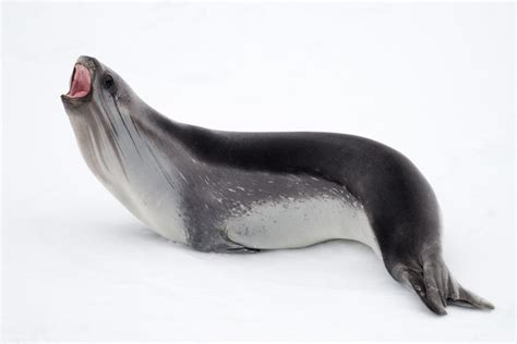 11 Seals You May See in Antarctica or the Arctic