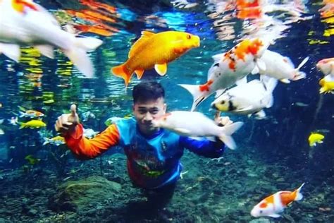 Spot Foto Underwater Di Pemandian Alam Tirtosari Lumajang Bikin Nagih