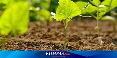 Pupuk Urea Sama Sama Bermanfaat Bagi Tanaman Apa Beda Pupuk Kompos