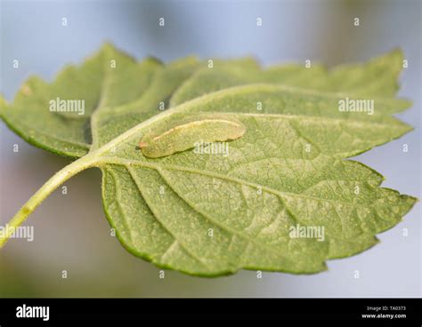 Hoverfly larva hi-res stock photography and images - Alamy