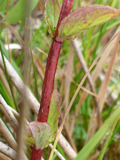 Photographs Of Hypericum Tetrapterum Uk Wildflowers Red Stem