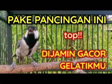 Masteran Gelatik Batu Gacor Full Isian Tembakan Dan Durasinya 1 Jam