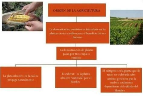 Elabora Un Organizador Gr Fico Del Surgimiento De La Agricultura