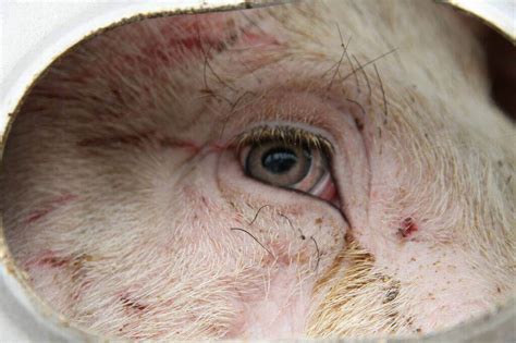 22 Heartbreaking Photos From Pigs Journey To Slaughter Peta