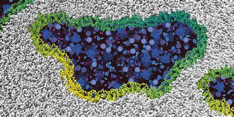 Under Control To The Very End How Our Cells Eurekalert