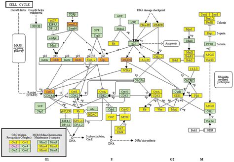 Ellagic Acid Induces Cell Cycle Arrest And Apoptosis Through Tgf