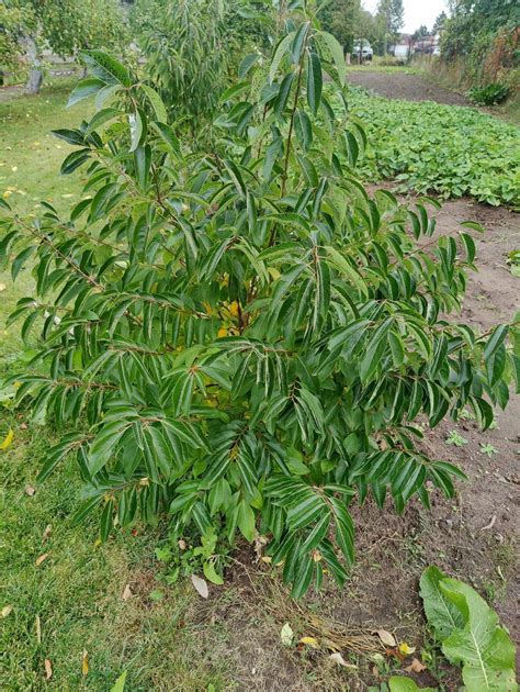 American persimmon - identification - Gardening & Landscaping Stack