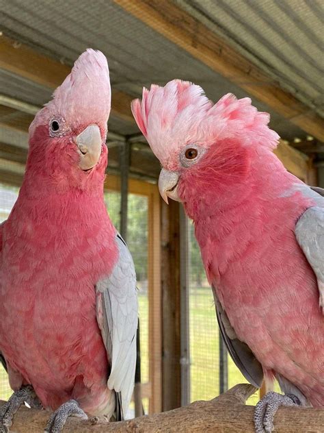 Australian Rosebreasted Cockatoos