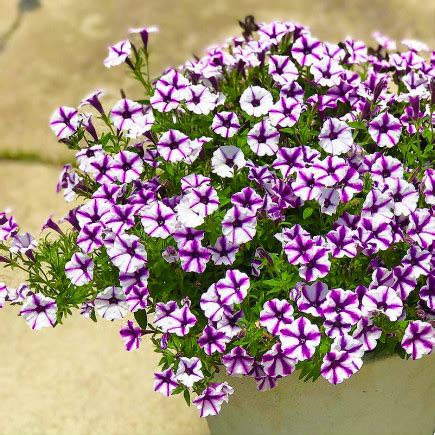 Петуния Supertunia Mini Vista Violet Star (Супертуния Мини Виста Вайлет ...