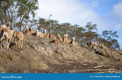 Sheared Sheep Farming Scene Stock Photo - Image of sheared, animal: 111555798