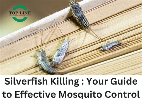 Effective Mosquito Control Guide Top Line Pest Control