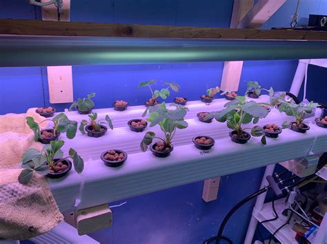 Hydroponic Garden DIY Ideas [Systems & How to Create]