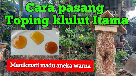 Cara Pasang Toping Klulut Klanceng Itama Dan Menikmati Madu Aneka