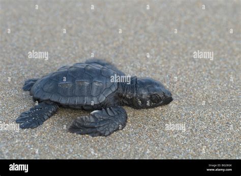 Zante Greek Island October Baby Loggerhead Turtle Caretta Caretta