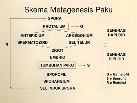 Metagenesis Tumbuhan Lumut 3