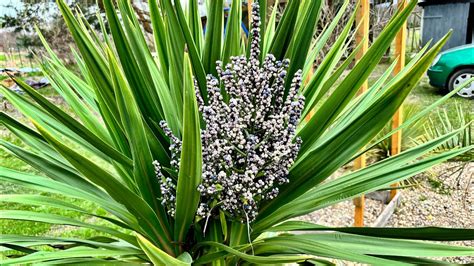 Kordylina Australijska Po Zimie Cordyline Australis Nasiona