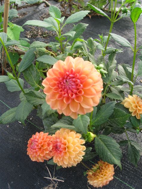 Get Growing: Overwintering Dahlias