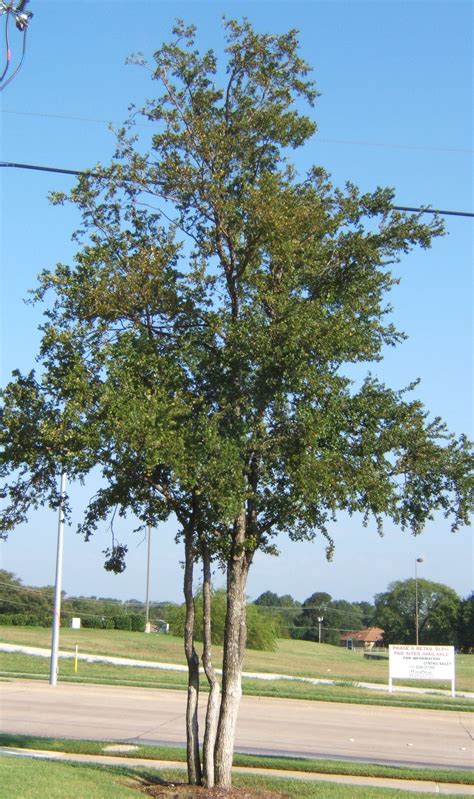 Cedar Elm Fort Worth Texas The Tree Place The Tree Place Tx