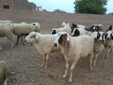 Local Sheep At 200 Inr In Parli Maharashtra Kayra Enterprises