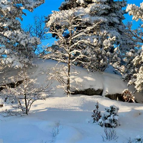 Snowy Trees Hans Nerstu Flickr