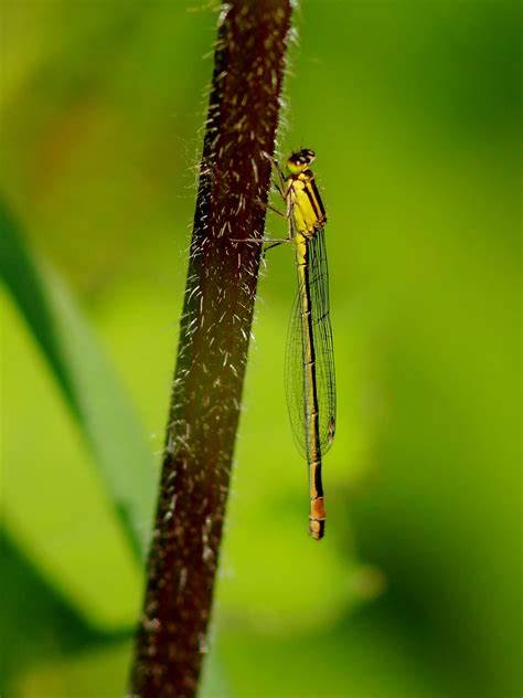 Resting Up Near The Horrocks Hide Pennington Flash Countr Flickr