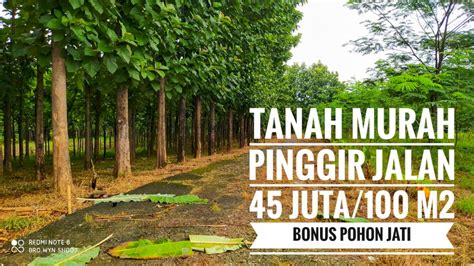 Umur Pohon Jati Siap Panen