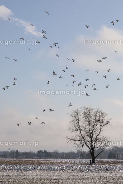 Thousands of Snow Geese in flight above Maryland s Eastern Shore の写真素材