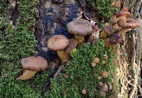 Armillaria Mellea S Str Honiggelber Hallimasch Armil Flickr