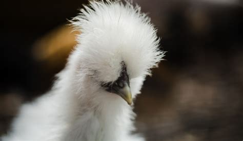 15 Breeds Of Chicken With Crazy Hair Farmhouse Guide