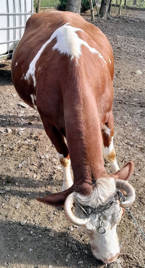 Krowa wysoko Cielna simental Łukowica OLX pl