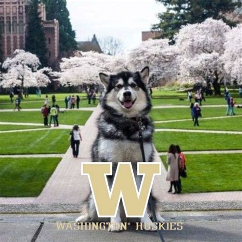 University of Washington Huskies | University of washington huskies ...