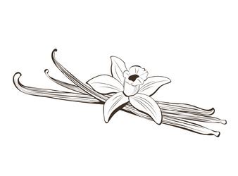 Realistic Vanilla Flower Dry Bean Sticks Vector Image