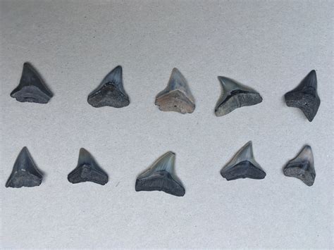 Bull or dusky shark teeth? ID help - Fossil ID - The Fossil Forum