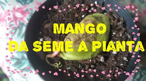 Come Far Nascere Una Pianta Di Mango Partendo Dal Seme YouTube