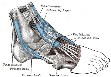 Inferior extensor retinaculum of foot - Alchetron, the free social ...