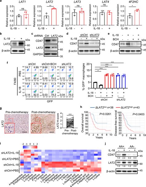 Amino Acid Transporter LAT2 Mediated Amino Acid Uptake Is Necessary For