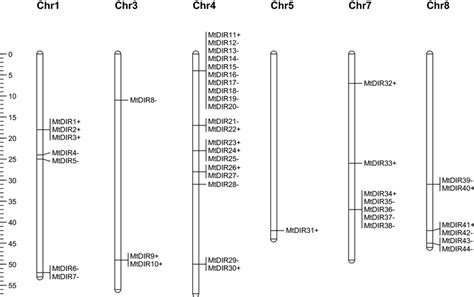 Chromosomal Location Map Of The 44 Mtdir Genes Arrow Before A Gene