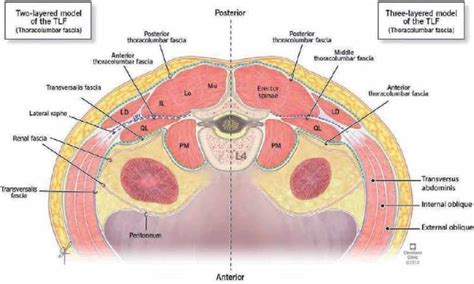 A Schematic Illustration Of Cross Section At L Level Showing The