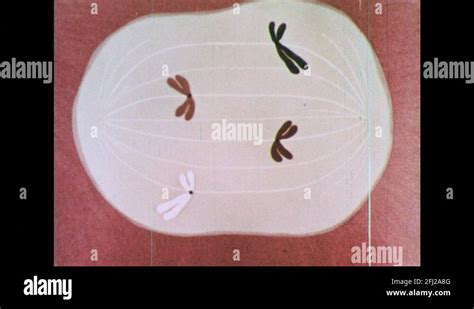 Chromosomes metaphase Stock Videos & Footage - HD and 4K Video Clips - Alamy